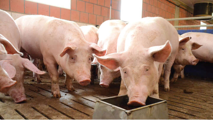 CRYSTALYX Piglyx Starter Set